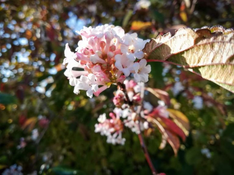 Viburnum X Juddii Judd Viburnum New York Plants Hq