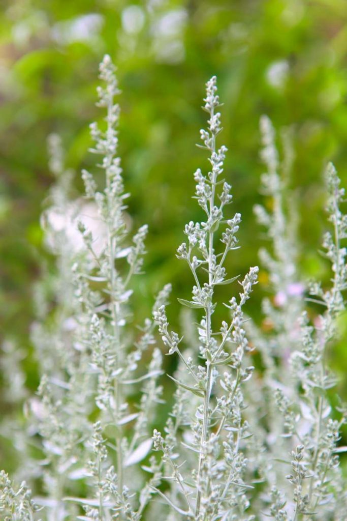 Artemisia Ludoviciana Silver Queen Artemisia Palmeri Silver Queen