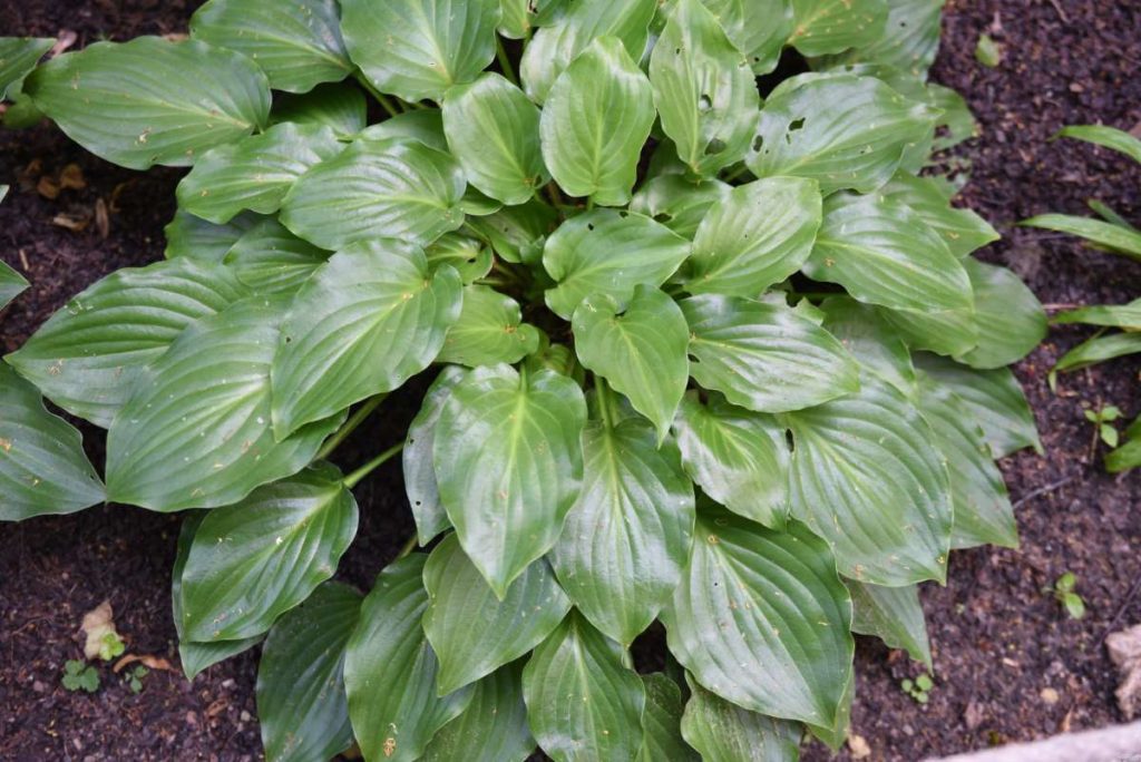 Hosta Invincible Plantain Lily Invincible New York Plants HQ