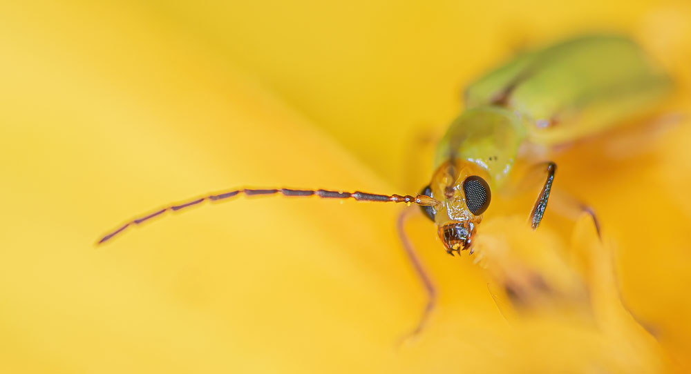 Northern Corn Rootworm Diabrotica Barberi New York Plants Hq