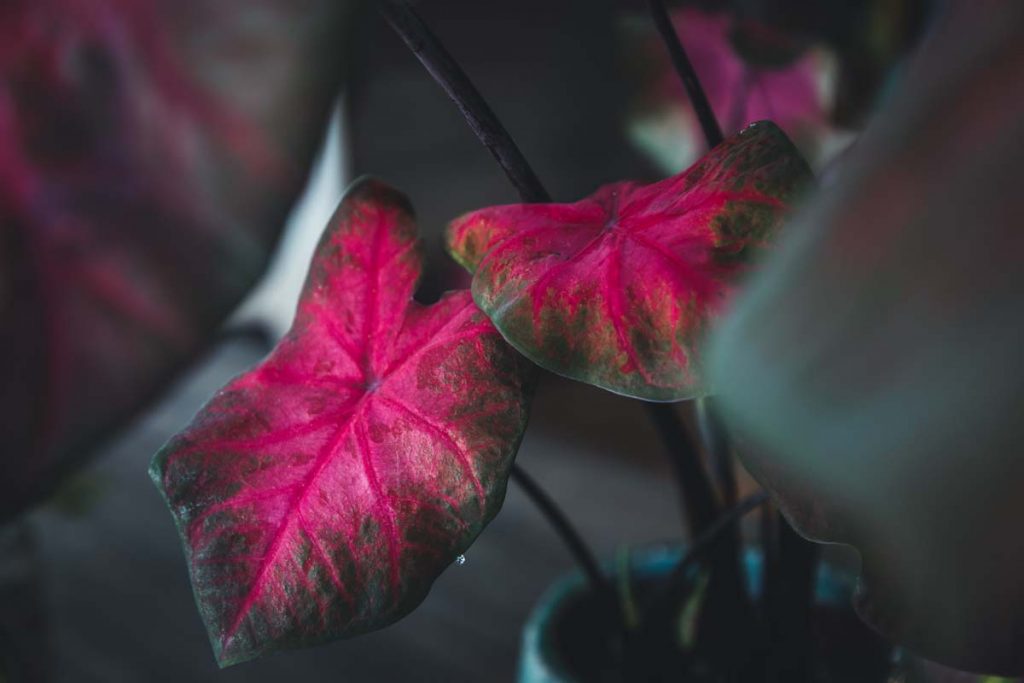 Caladium Bicolor Red Flash Caladium X Hortulanum Red Flash