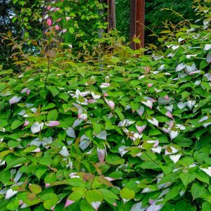 Actinidia kolomikta – Variegated Kiwi vine – get a quote