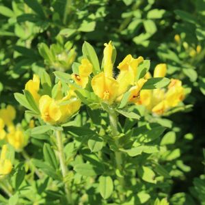 Chamaecytisus supinus – Cytisus supinus – get a quote