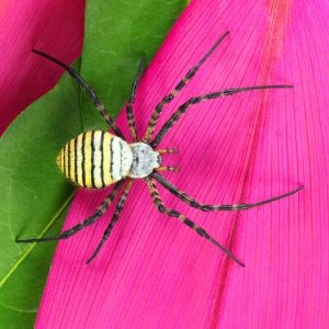 Banded argiope – Argiope trifasciata get a quote