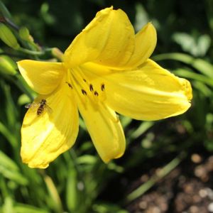 Hemerocallis ‘Corky’ – Daylily ‘Corky’ get a quote