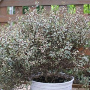 Abelia x grandiflora ‘Silvery Anniversary’- Abelia – get a quote