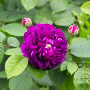 Rosa ‘Cardinal de Richelieu’ – get a quote