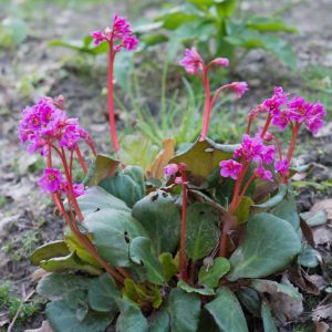 Bergenia ‘Abendglut’ – Bergenia ‘Evening Glow’ – Megasea – Elephant’s Ears – Pigsquek – get a quote