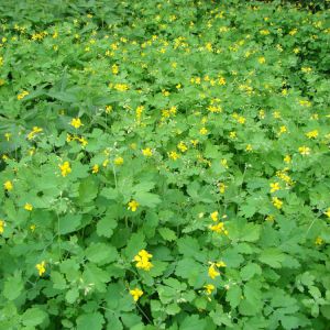 Chelidonium majus – Greater Celandine – Greater Celandine – Swallowwort – get a quote