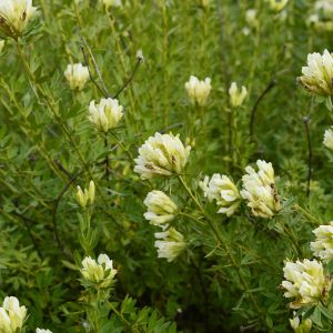 Chamaecytisus albus – Portuguese Broom – get a quote