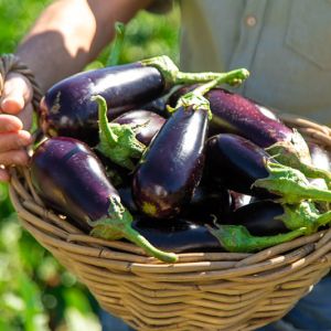 Growing Eggplant get a quote