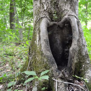 Heart Rot get a quote