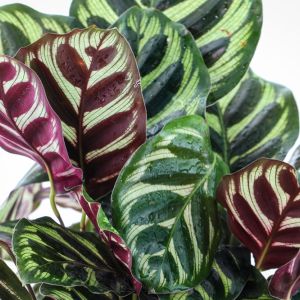 Calathea makoyana – Maranta makoyyana – Catherdral Windows – Peacock Plant – get a quote