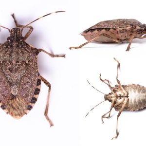 Brown Marmorated Stink Bug – Halyomorpha halys get a quote