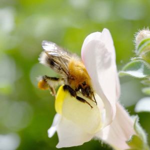 Antirrhinum hispanicum ‘Album’ – Antirrhinum glutinosum ‘Album’ – Snapdragon get a quote