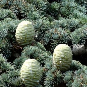 Cedrus deodora – Deodar cedar – Deodar – Cedar – True Cedar – get a quote