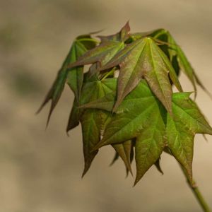 Acer mono ‘ Acer cappadocium var. mono ‘ Acer pictum ‘ Painted Maple – Maple get a quote