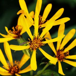 Ligularia ‘Gregynog Gold’ get a quote