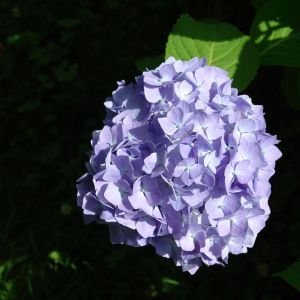Hydrangea macrophylla ‘Penny Mac’ – Bigleaf Hydrangea – Garden Hydrangea – Florist’s Hydrangea – get a quote