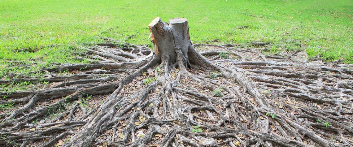 Plant removal service
