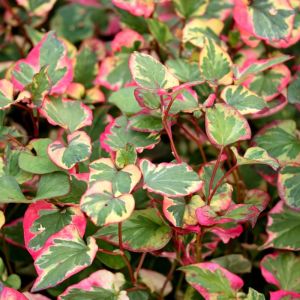 Houttuynia cordata ‘Chameleon’ – Houttuynia cordata ‘Tricolor’ – Houttuynia cordata ‘Variegata’ – get a quote
