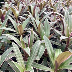 Rheo-Tri-Color get a quote