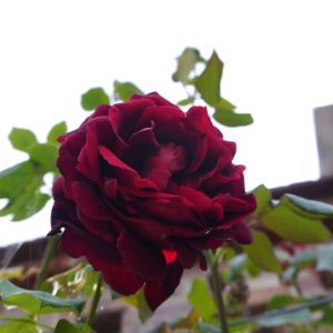 Rosa ‘Climbing Crimson Glory’ – get a quote