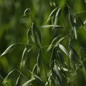 Avena sativa – Cereal Oats – Oats get a quote