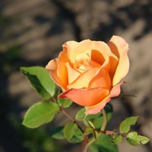Rosa ‘Doris Tysterman’ – get a quote