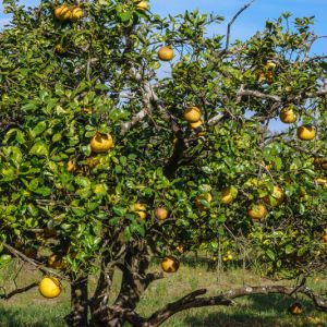 Fruit Trees in Tropical USA (Florida, Texas, Southern California) get a quote