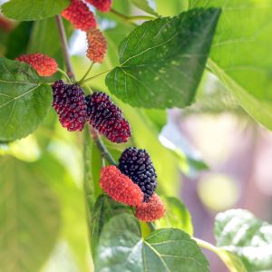 Morus rubra – Red Mulberry – Mulberry – get a quote