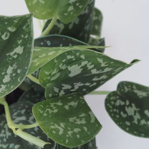 Philodendron Scindapsus get a quote