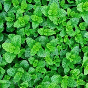Growing Mint get a quote