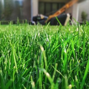 Buy Turfgrass Species Plants