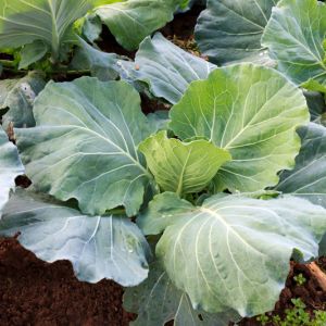 Growing Collards  get a quote