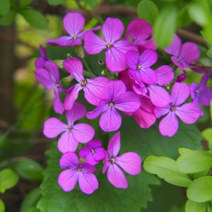 Lunaria annua – Lunaria biennis – Money Plant – Silver Dollars – Honesty – get a quote