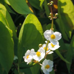 Sagittaria latifolia – Duck Potato – Wapato – Arrowhead – Duck Potato – get a quote