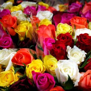 The Different Types of Roses get a quote