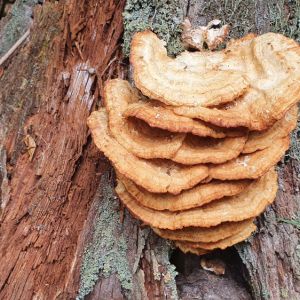 Mushroom or Conks get a quote