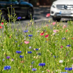 Roadside Landscaping and their hazards they face get a quote