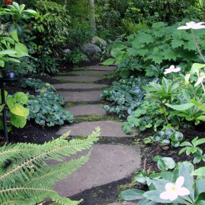 Top 10 perennial plants to add color to shade get a quote