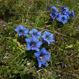 Gentiana dinarica – Gentian – get a quote