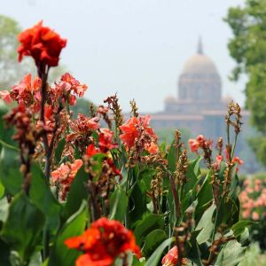 Canna ‘President’ – Indian Shot – get a quote