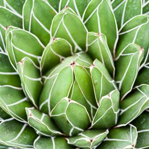 Agave victoriae-reginae – Queen Victoria Agave – get a quote