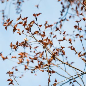 Betula pendula ‘Purpurea’ – Betula alba – Betula verrucosa – European Birch – European Silver Birch – Silver Birch – White Birch – Weeping Birch get a quote