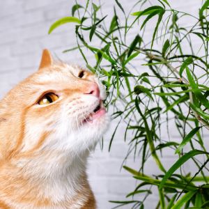 Top 10 pet-friendly interior plants get a quote