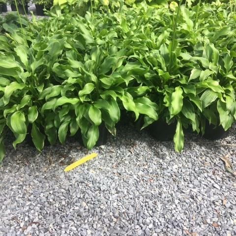 Hosta Archives - New York Plants HQ