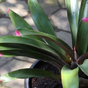 Neoregelia spectabilis – Fingernail plant – Aregelia – get a quote
