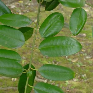 Ilex latifolia – Holly – get a quote