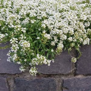 Lobularia maritima – Alyssum maritimum – Sweet Alyssum – get a quote